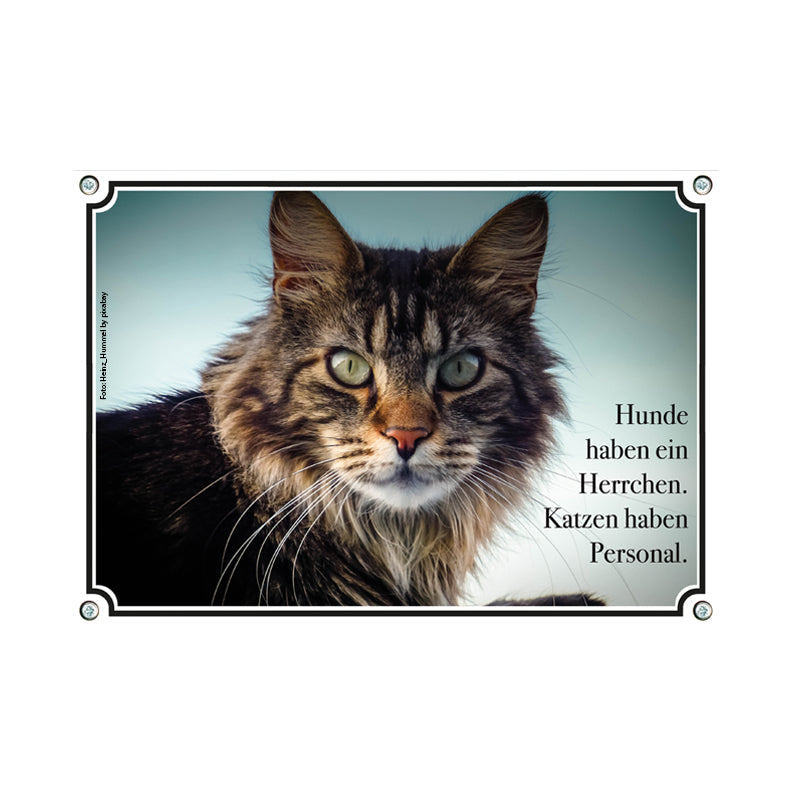 Main Coon - Katzen Personal