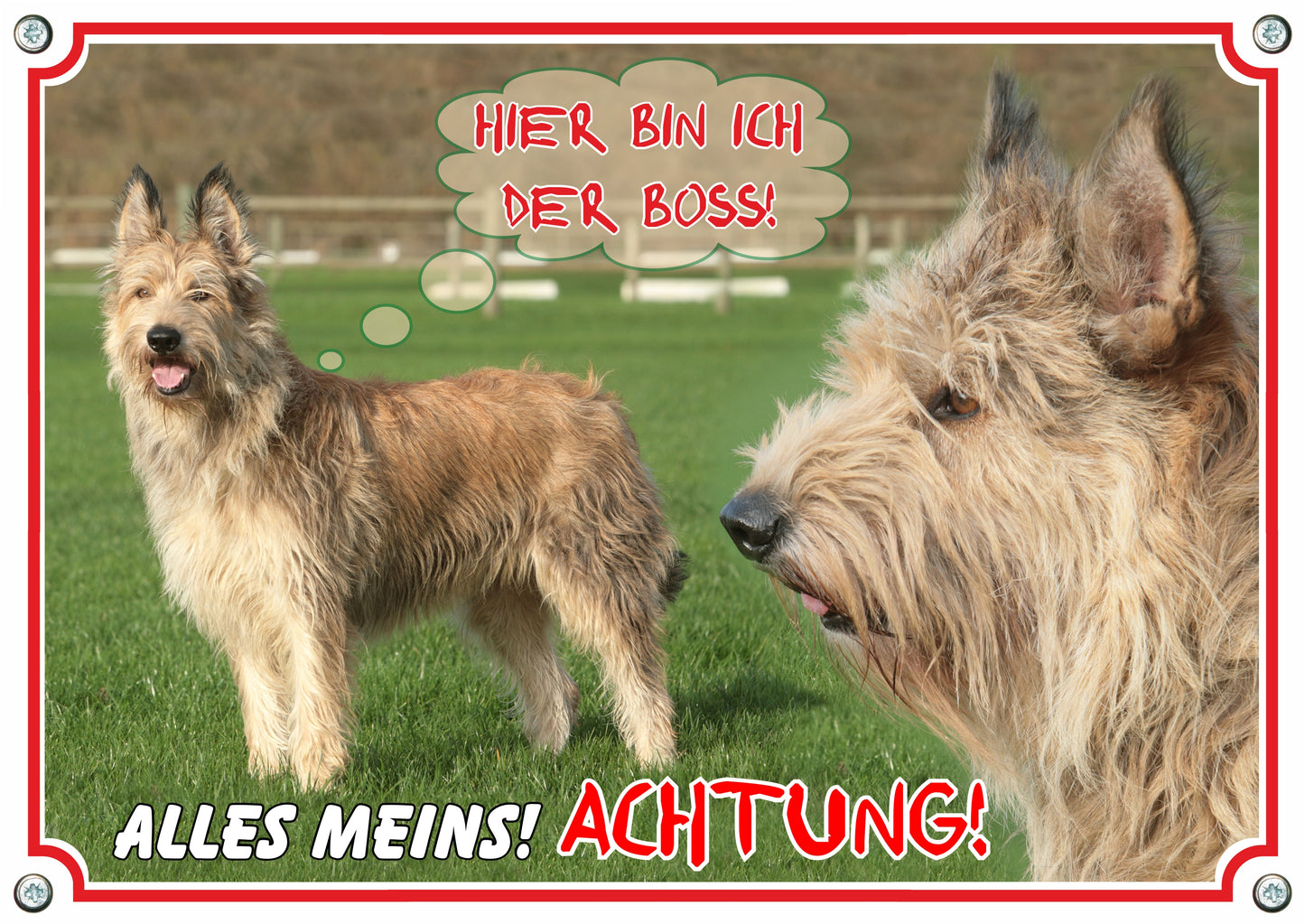 Berger - Hier bin ich der Boss