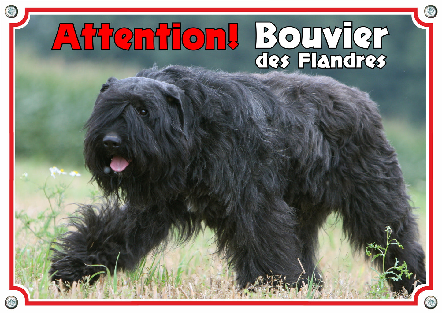 Bouvier des Flandres - Attention