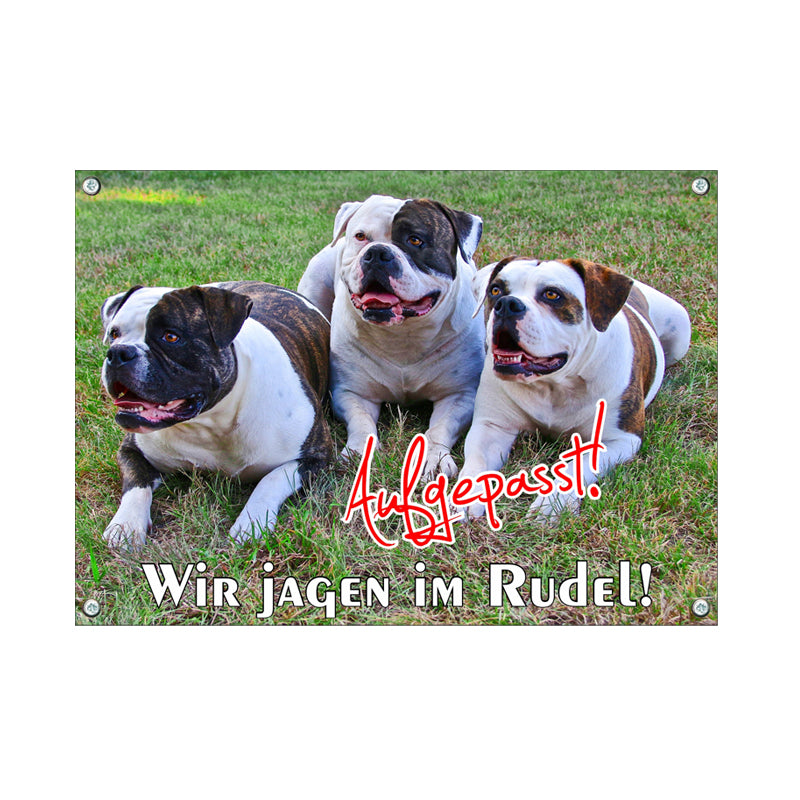 American Bulldog - Im Rudel