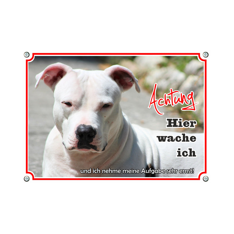 American Pitbull Terrier - Hier wache ich