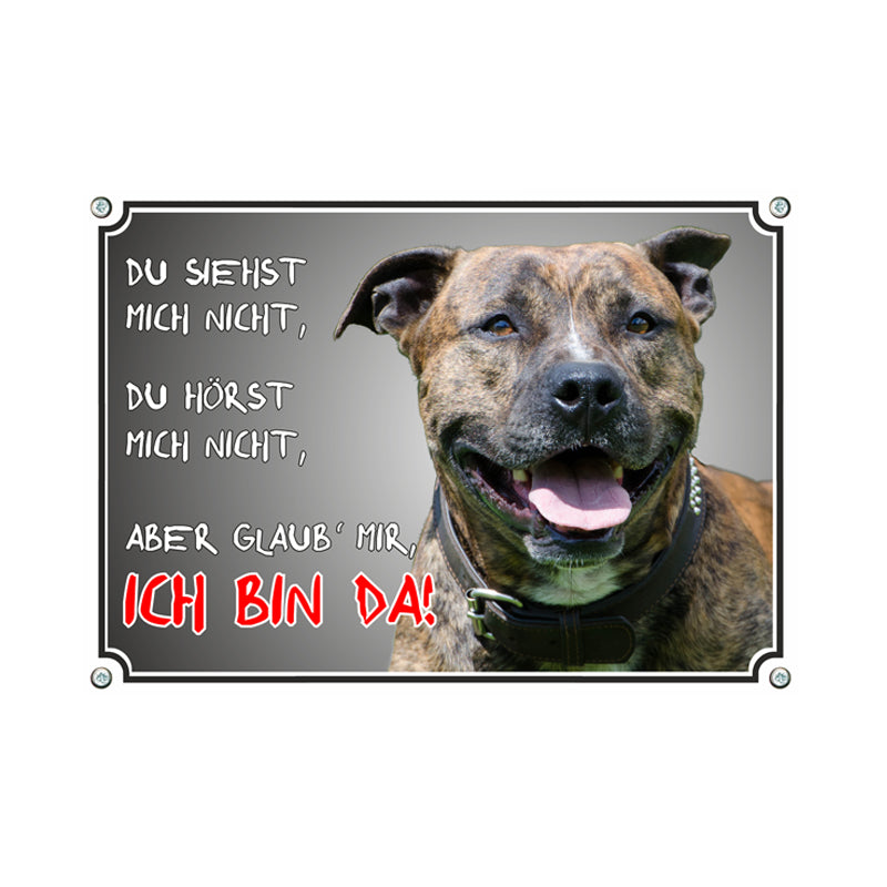 American Staffordshire Terrier - Ich bin da C
