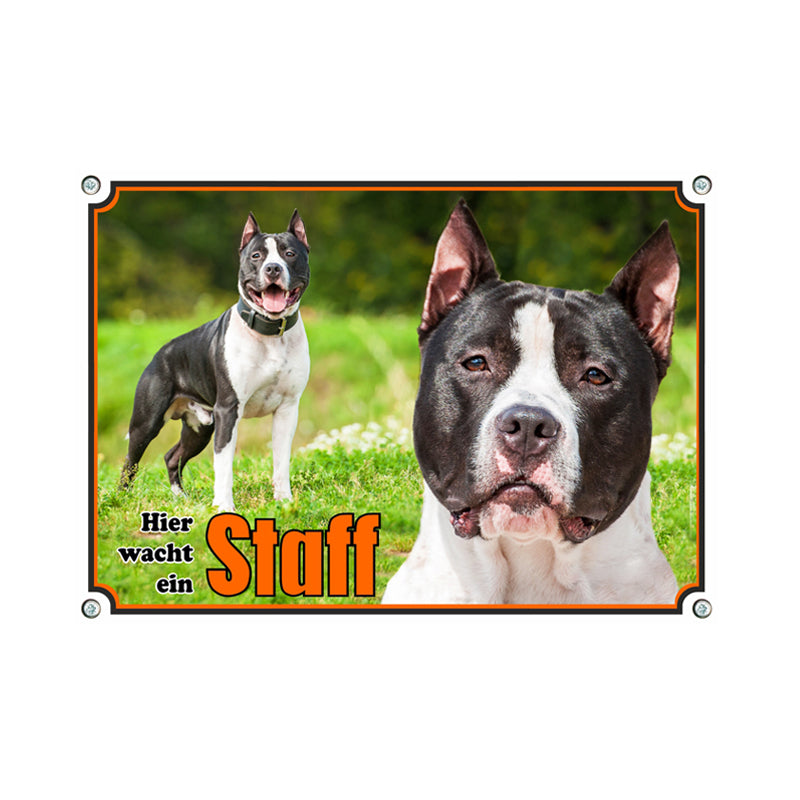 American Staffordshire Terrier - Hier wacht ein Staff