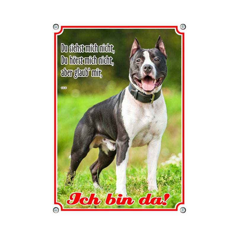 American Staffordshire Terrier - Ich bin da B