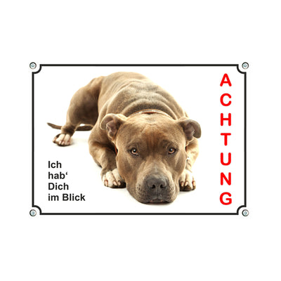 American Staffordshire Terrier - Im Blick – Hundeschild aus Aluminium