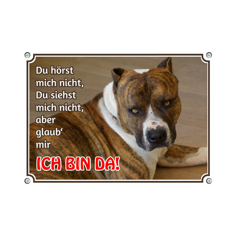 American Staffordshire Terrier - Ich bin da