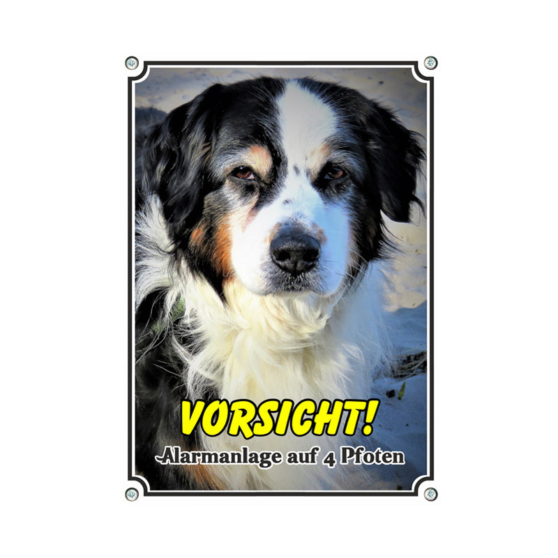Australian Shepherd - Vorsicht