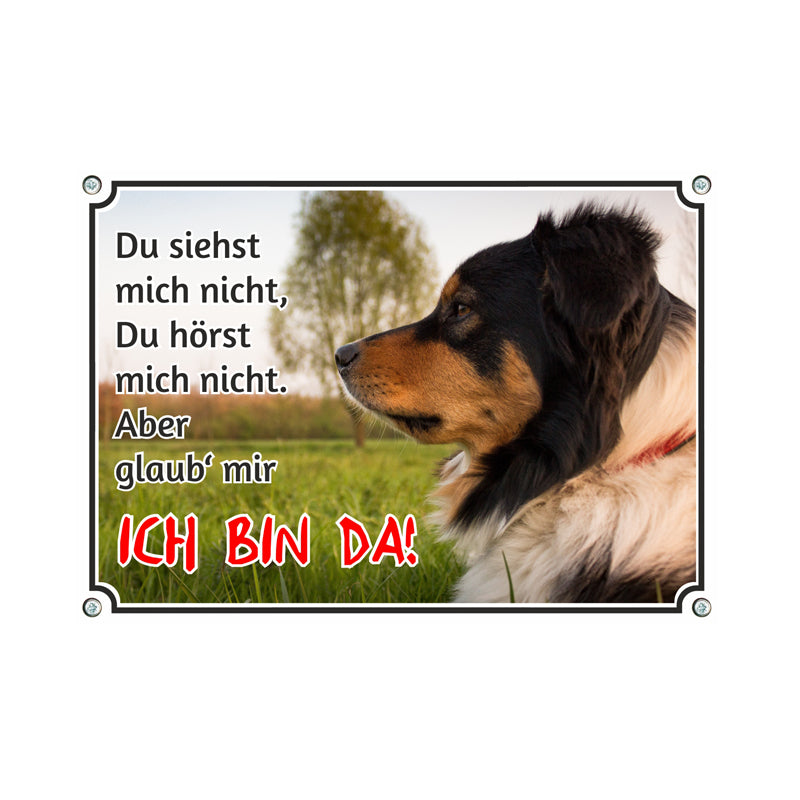 Australian Shepherd - Ich bin da