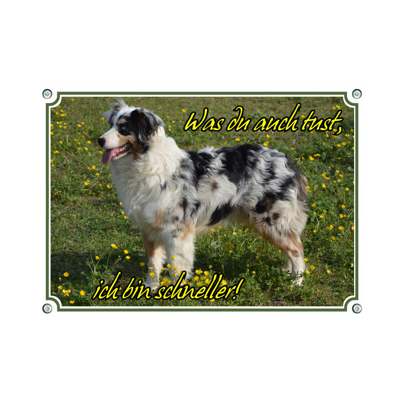 Australian Shepherd - Ich bin schneller