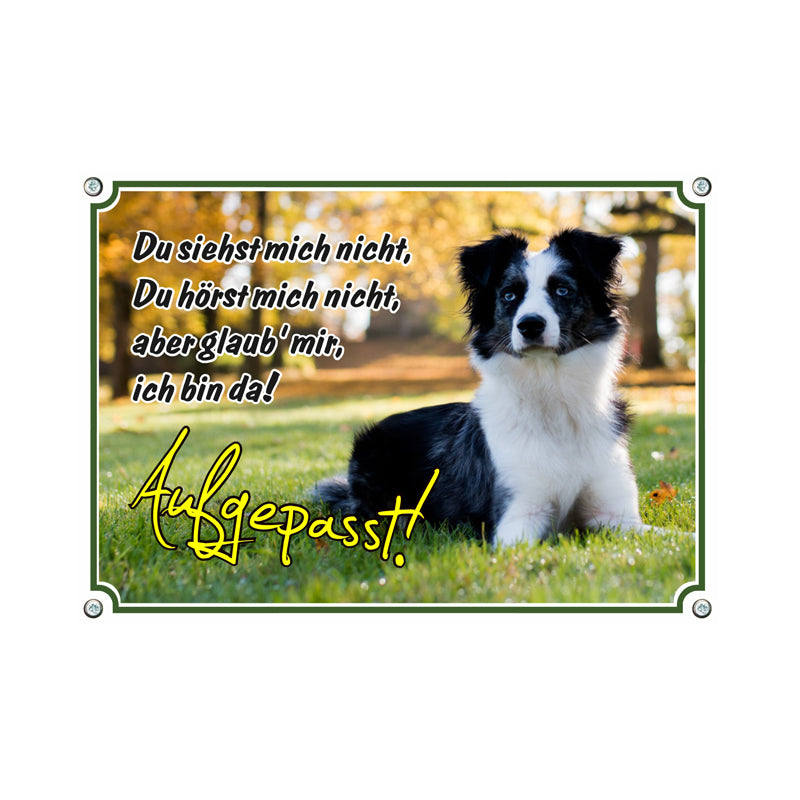 Australian Shepherd - Du siehst mich nicht