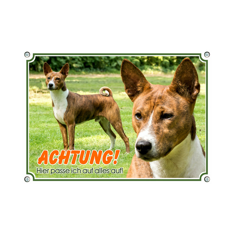 Basenji - Hier passe ich auf