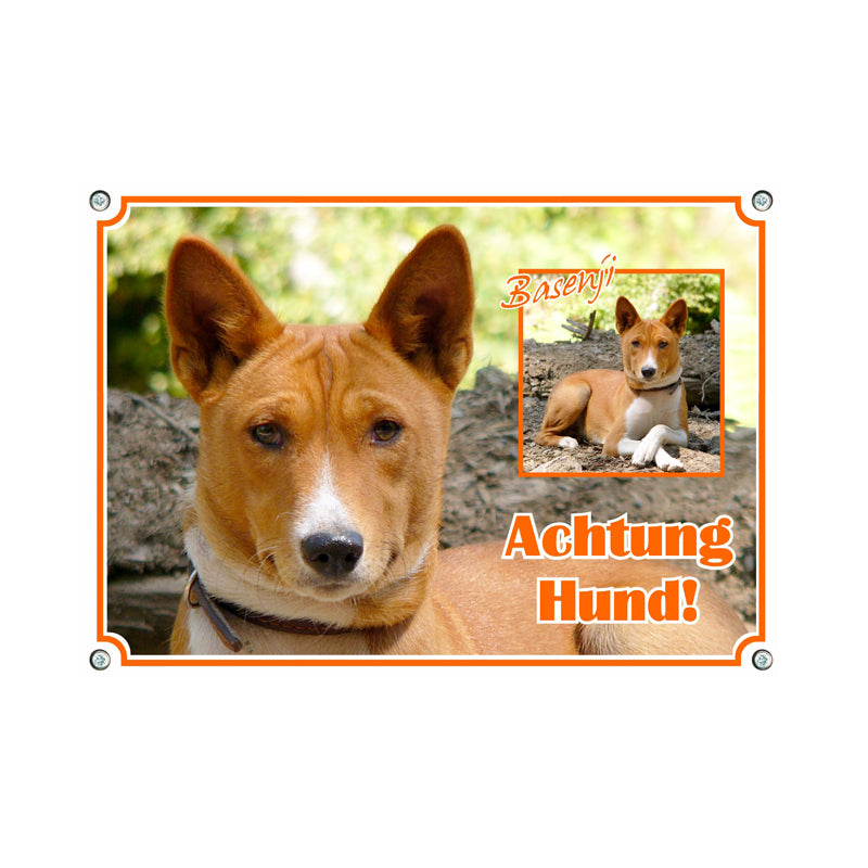 Basenji - Achtung Hund