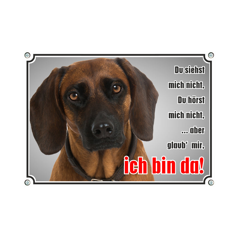 Bayerischer Gebirgsschweißhund - Ich bin da