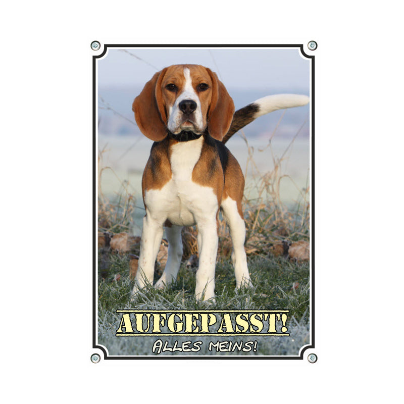 Beagle - Aufgepasst