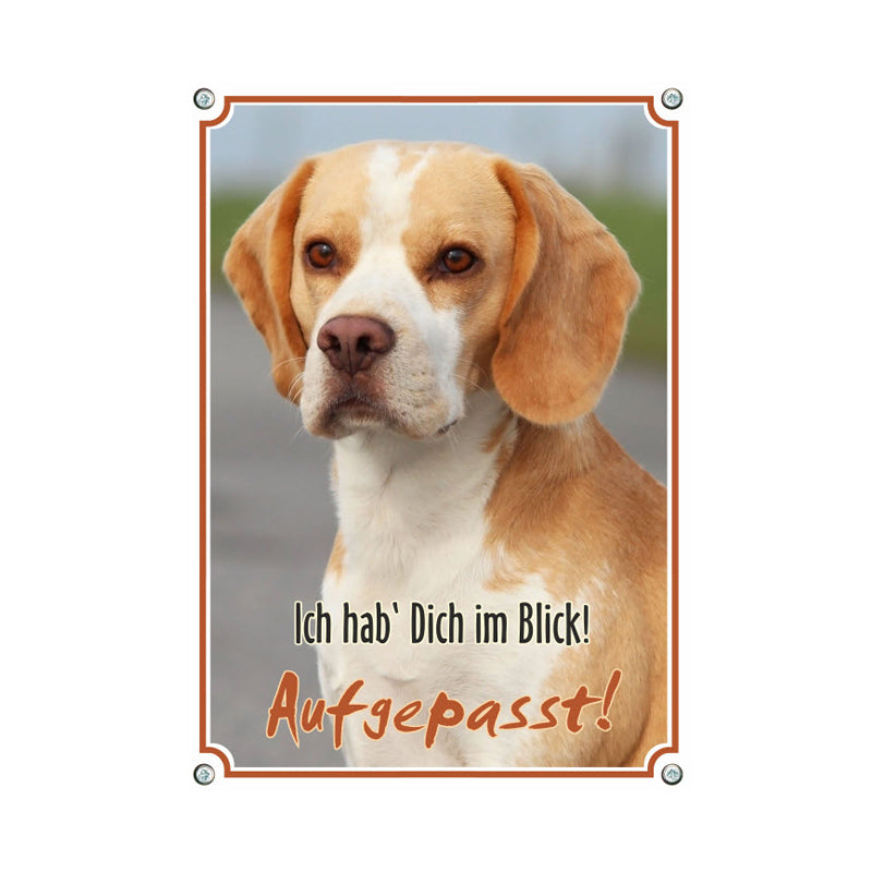 Beagle - Aufgepasst