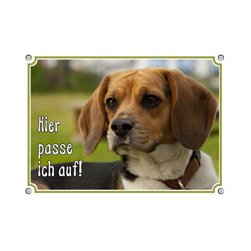 Beagle - Hier passe ich auf