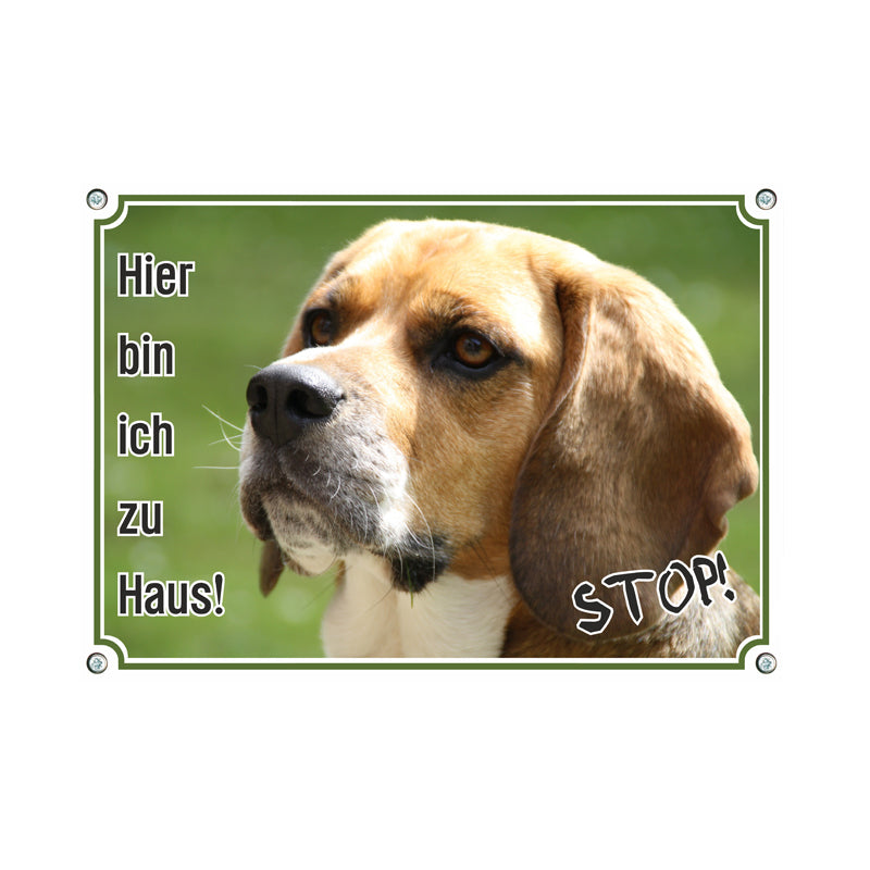 Beagle - Stop