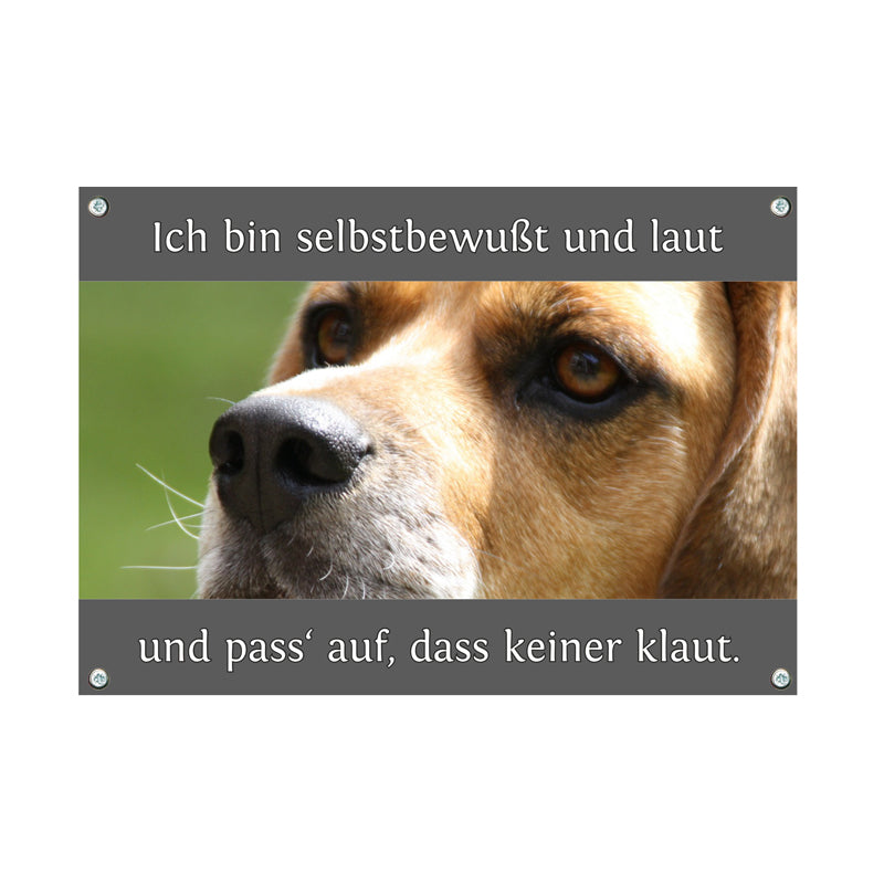 Beagle - Selbstbewusst