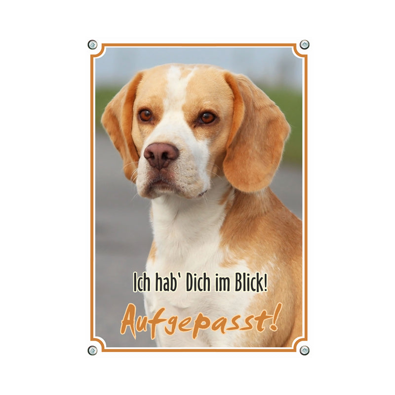 Beagle - Ich hab dich im Blick