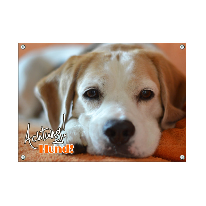 Beagle - Achtung Hund