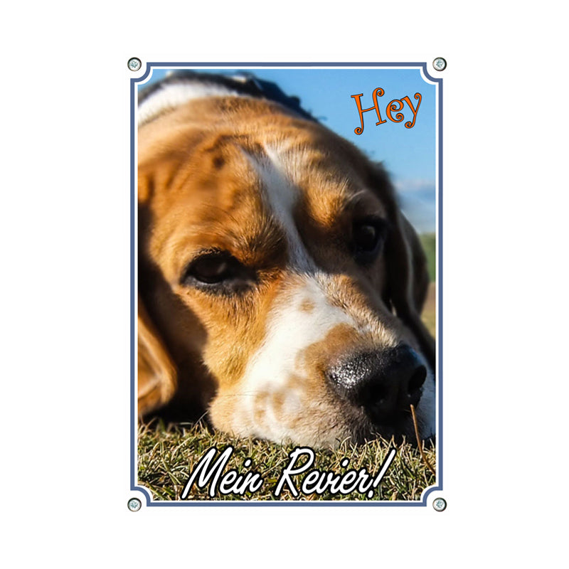 Beagle - Mein Revier