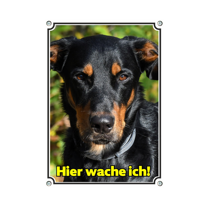 Beauceron - Hier wache ich