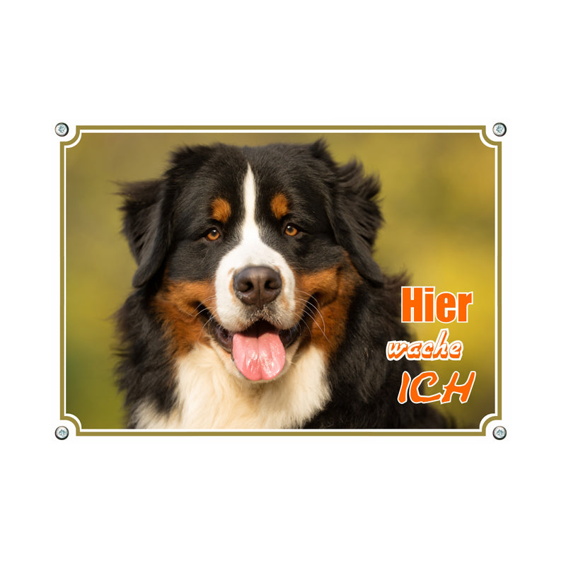 Berner Sennenhund - Hier wache ich