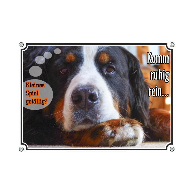 Berner Sennenhund - Komm rein