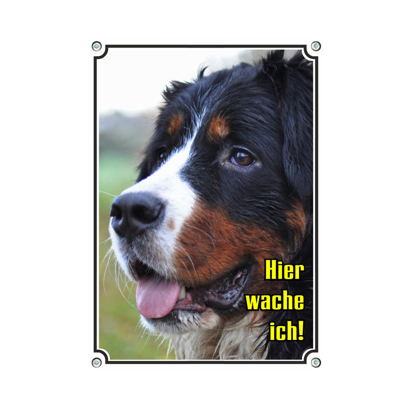 Berner Sennenhund - Hier wache ich C