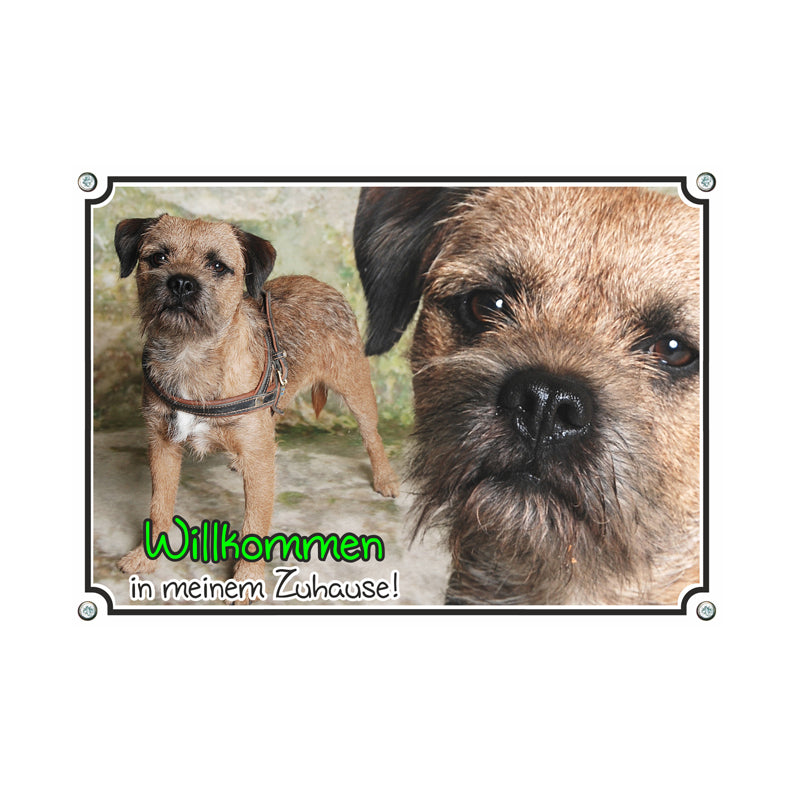 Border Terrier - Willkommen