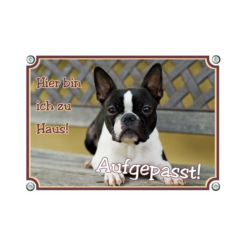Boston Terrier - Hier bin ich zu Haus