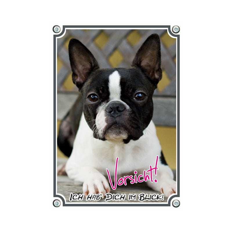 Boston Terrier - Ich hab dich im Blick