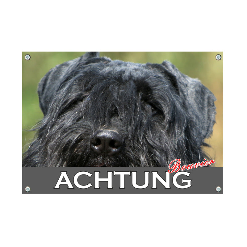 Bouvier des Flandres - Achtung