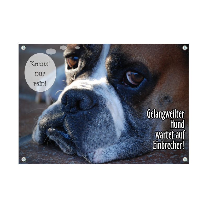 Boxer - Komm nur rein