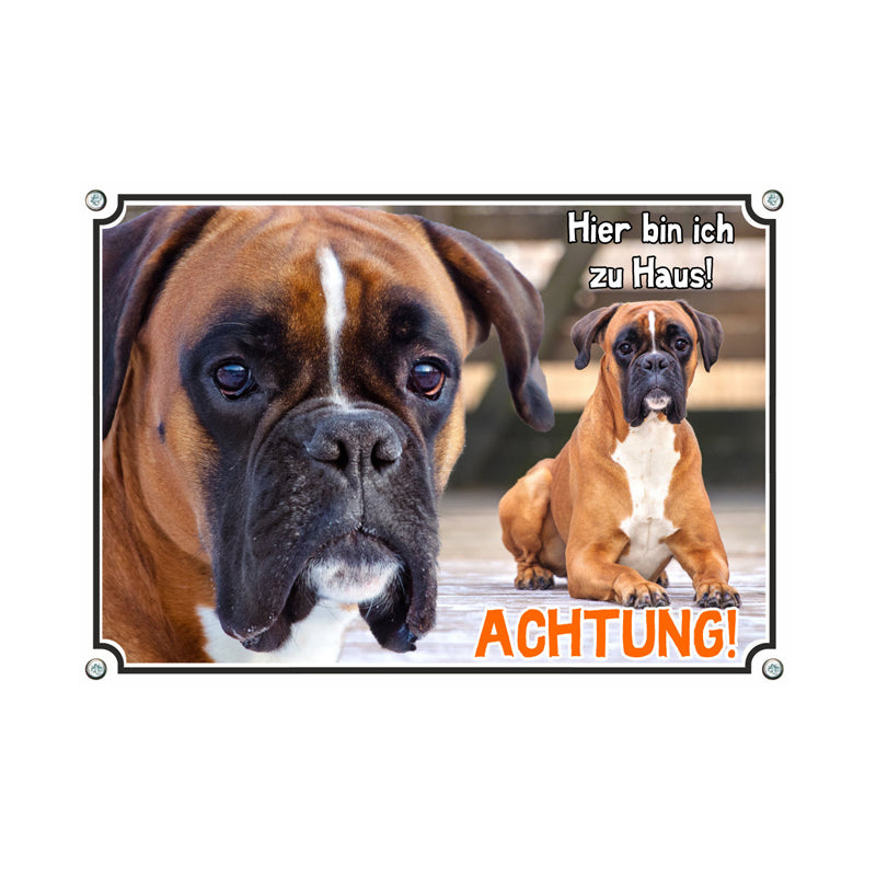 Boxer - Hier bin ich zu Haus