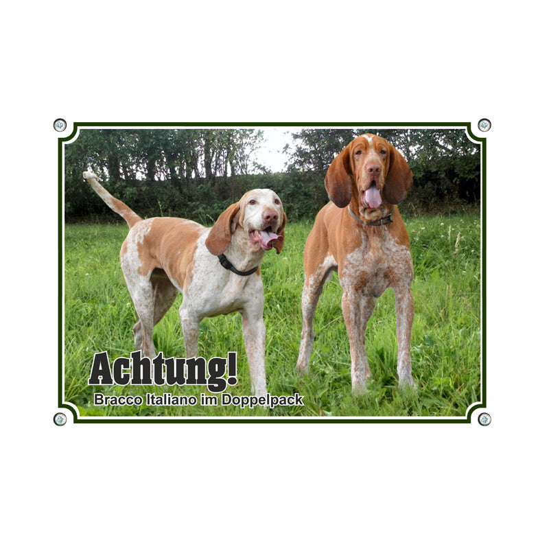 Bracco Italiano - Achtung Doppelpack