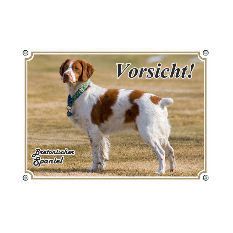 Bretonischer Spaniel - Vorsicht