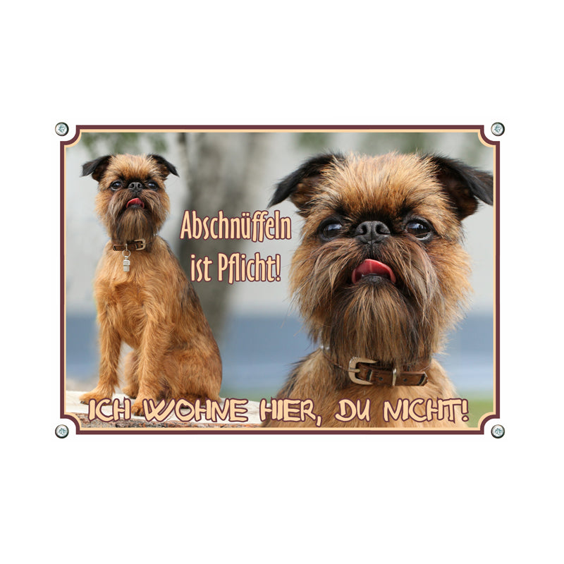 Brüssler Griffon - Abschnüffeln