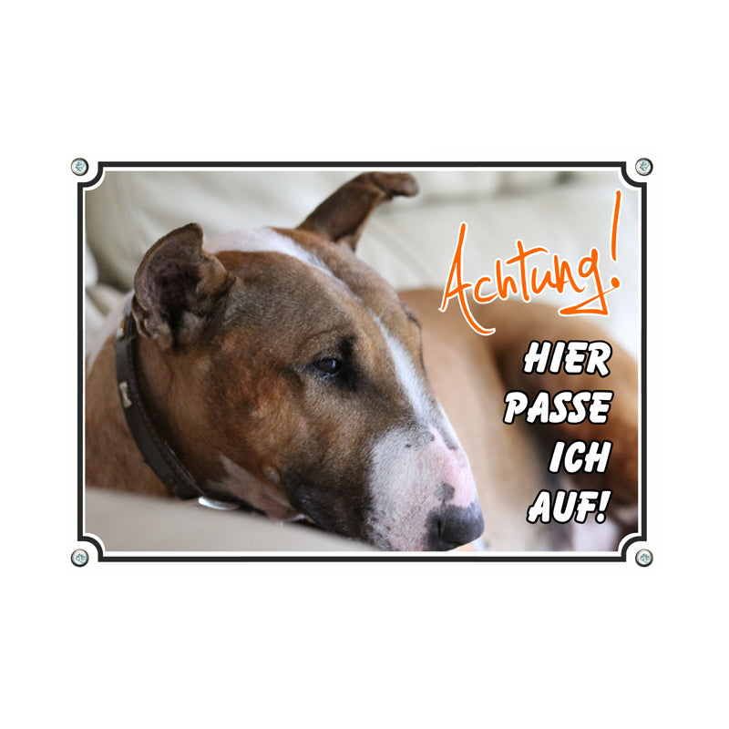 Bullterrier - Hier passe ich auf