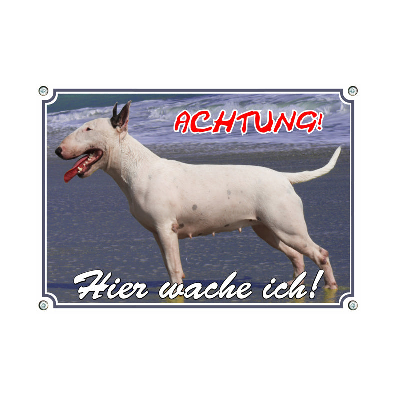 Bullterrier - Hier wache ich