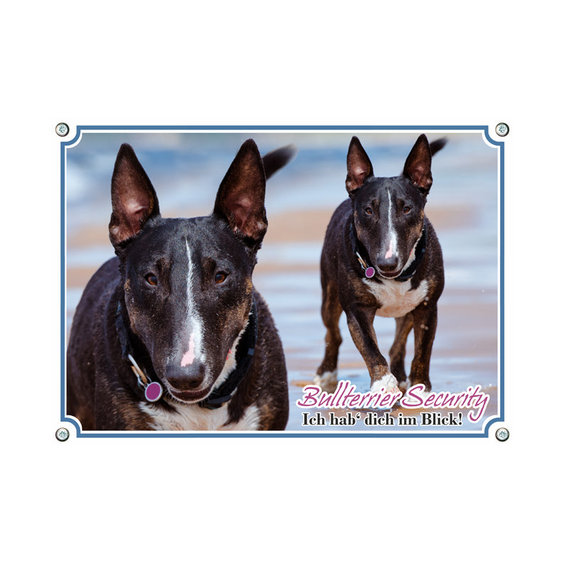 Bullterrier - Hab dich im Blick