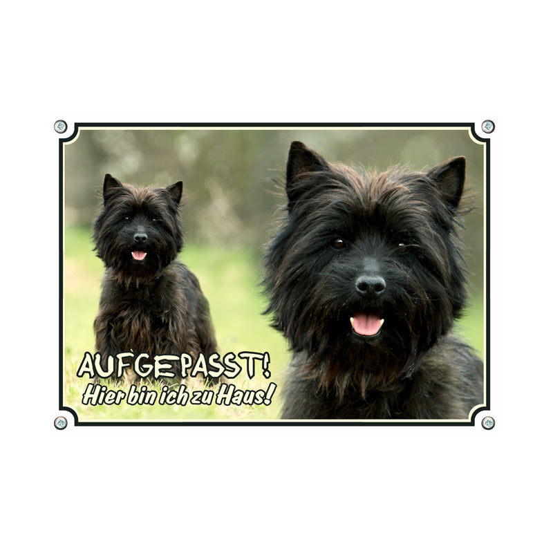 Cairn Terrier - Aufgepasst