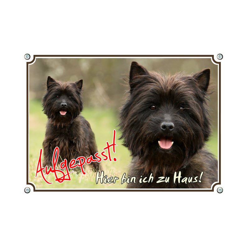 Cairn Terrier - Hier bin ich zu Haus
