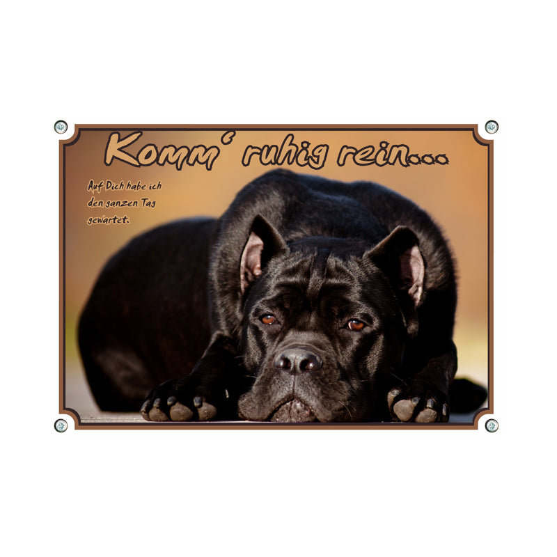 Cane Corso - Komm ruhig rein