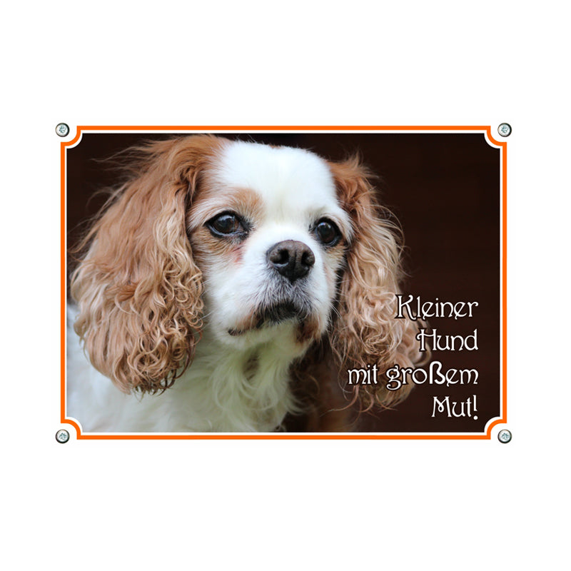 Cavalier King Charles Spaniel - Kleiner Hund