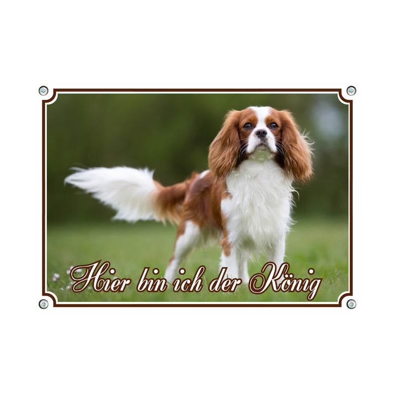 Cavalier King Charles Spaniel - König