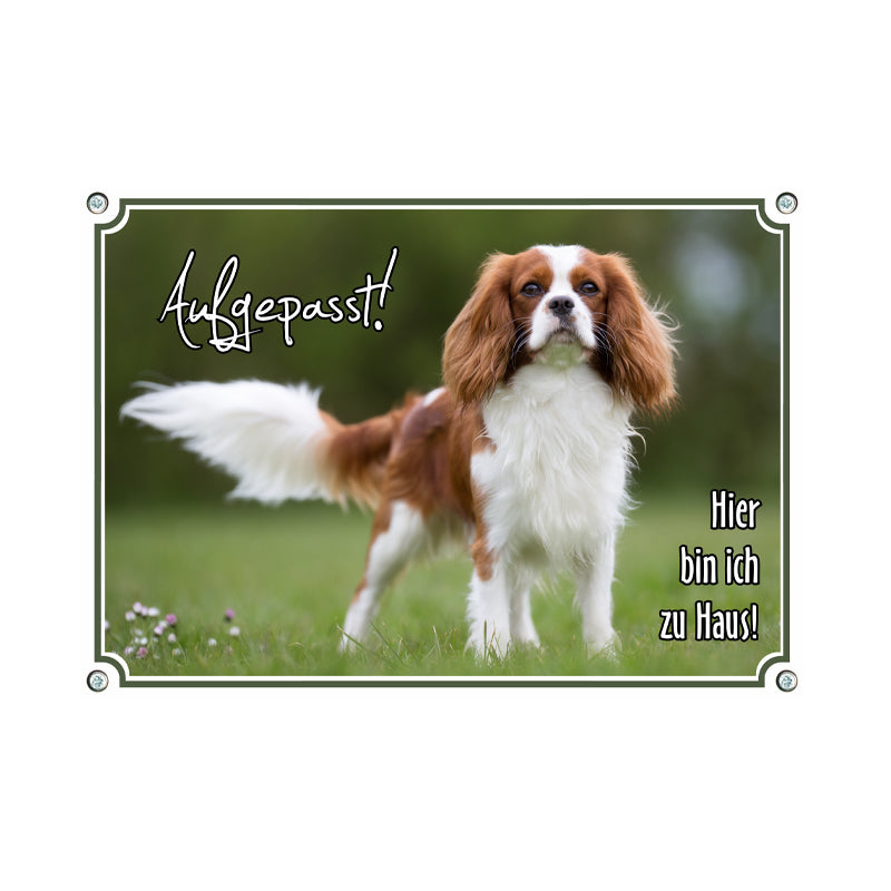 Cavalier King Charles Spaniel - Zuhause