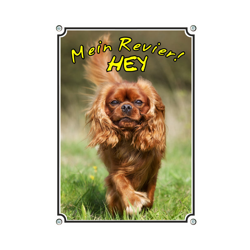 Cavalier King Charles Spaniel - Mein Revier