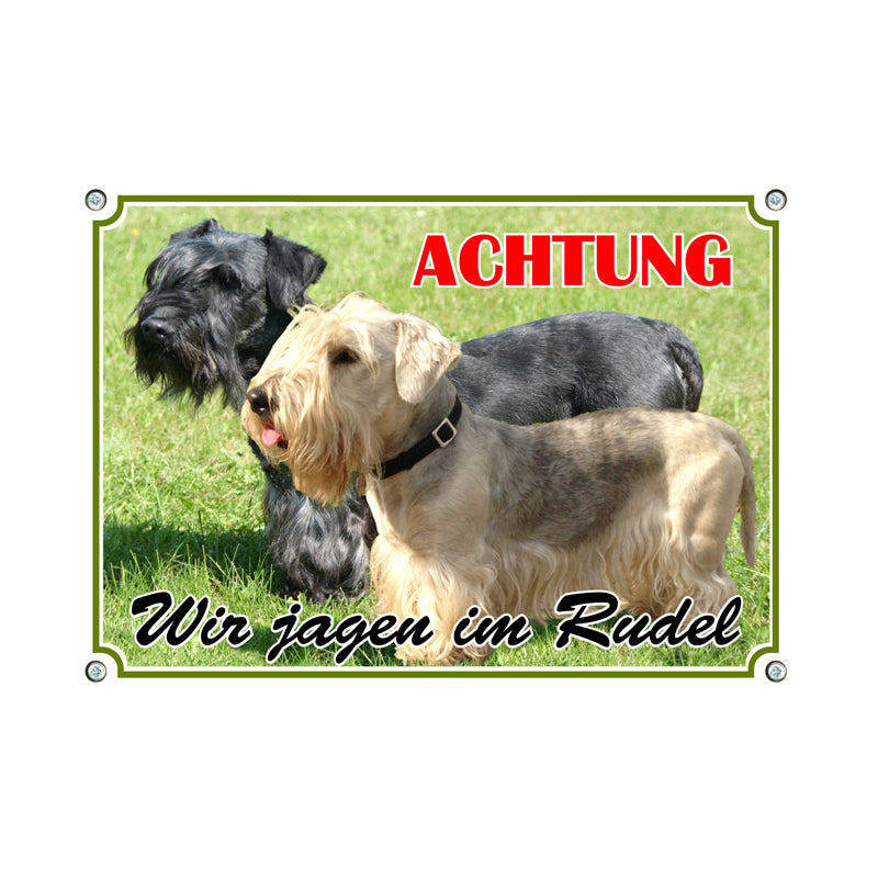 Cesky Terrier - Wir jagen im Rudel