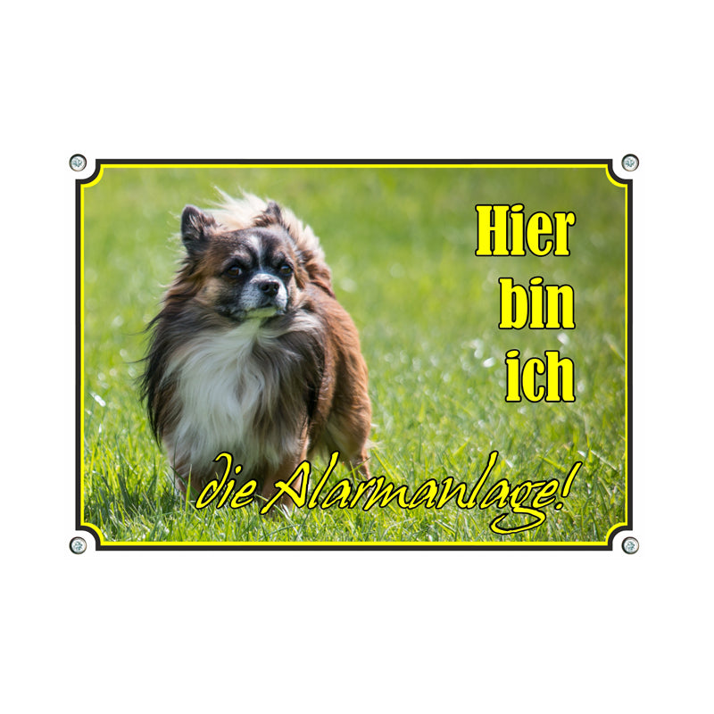 Chihuahua - Alarmanlage